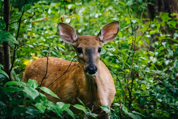 A deer seen along the Limberlost Trail, in Shenandoah National P — Stock Photo, Image