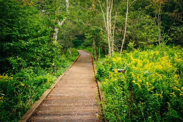 Boardwalk path along the Limberlost Trail in Shenandoah National — Stock Photo, Image
