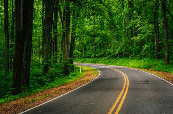 Кривая вдоль Skyline Drive в лесу, в Shenandoah National P — стоковое фото