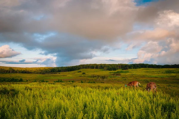 Cervi e felci in Big Meadows al tramonto, in Shenandoah National — Foto Stock