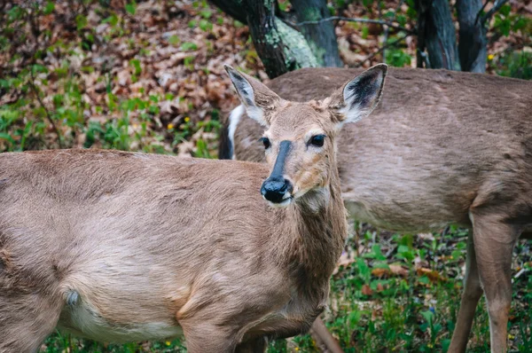 Deer seen along Skyline Drive, in Shenandoah National Park, Virg — Stock Photo, Image