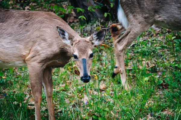 Deer seen along Skyline Drive, in Shenandoah National Park, Virg — Stock Photo, Image