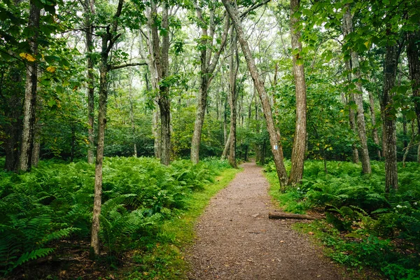 Helechos y árboles a lo largo de un sendero en el Parque Nacional Shenandoah, Virgi — Foto de Stock