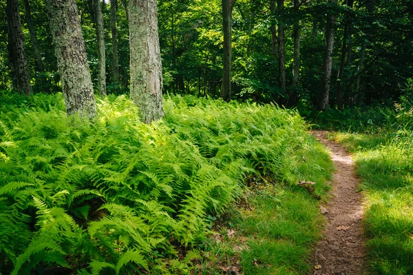 Felci e alberi lungo un sentiero nel Parco Nazionale di Shenandoah, Virgi — Foto Stock