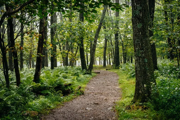 Felci e alberi lungo un sentiero nella foresta, Shenandoah National — Foto Stock