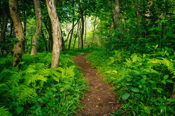 Ferns and trees along the Frazier Discovery Trail in Shenandoah — Stock Photo, Image