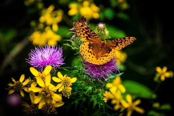 Great Spangled Fritillary butterfly on a purple thistle flower i — Stock Photo, Image