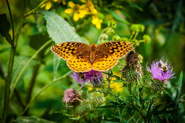 Great Spangled Fritillary butterfly on a purple thistle flower i — Stock Photo, Image