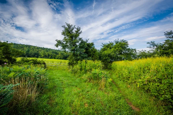 Meadow at Beagle Gap, in Shenandoah National Park, Virginia. — Stock Photo, Image