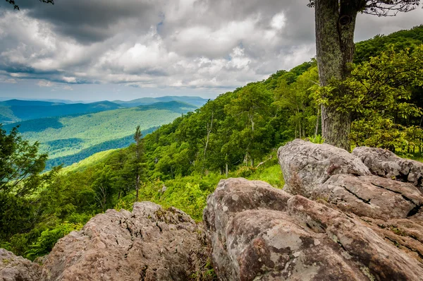 Skály a stromy na Jewell duté přehlédnout v Shenandoah National — Stock fotografie