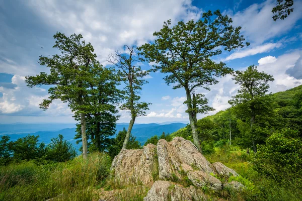 Stenar och träd vid Jewell ihåliga förbise i Shenandoah National — Stockfoto