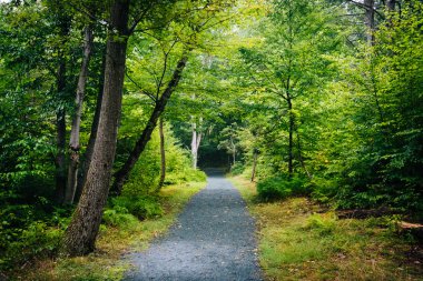 Shenandoah Milli Parkı, Virginia Limberlost iz.