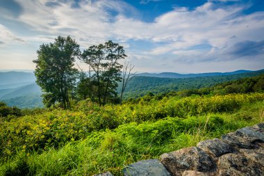 Ağaçlar ve Blue Ridge Mountains Shenandoah Nationa görünümünü