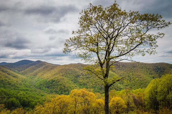 Vista primaverile delle Blue Ridge Mountains e della Shenandoah Valley, f — Foto Stock