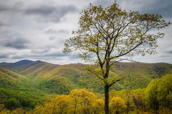 Vista da Primavera das Montanhas Blue Ridge e do Vale do Shenandoah, f — Fotografia de Stock