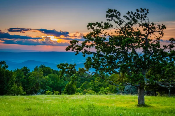 Pôr do sol sobre uma árvore e as Montanhas Blue Ridge em Shenandoah Na — Fotografia de Stock