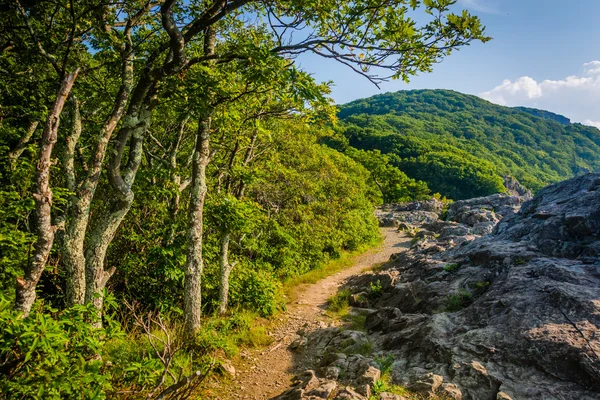 Der appalachische Pfad auf dem Gipfel kleiner steinerner Männerklippen, — Stockfoto