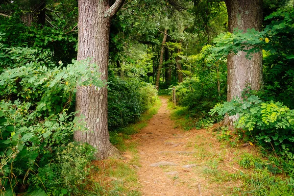 The Elkwallow Trail nel Parco Nazionale di Shenandoah, Virginia . — Foto Stock