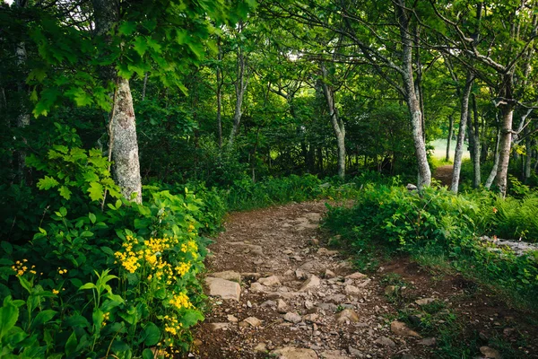 The Hawksbill Summit trail, in Shenandoah National Park, Virgini — Stock Photo, Image