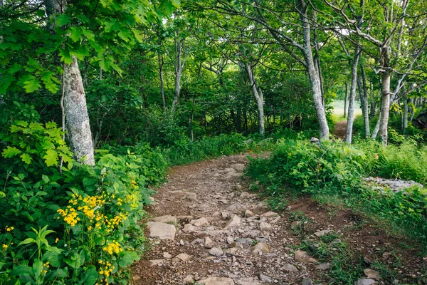 The Hawksbill Summit trail, in Shenandoah National Park, Virgini — Stock Photo, Image