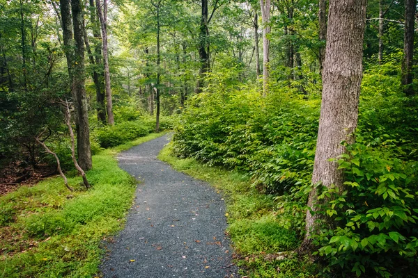 Szlak Limberlost, Park Narodowy Shenandoah w Wirginii. — Zdjęcie stockowe