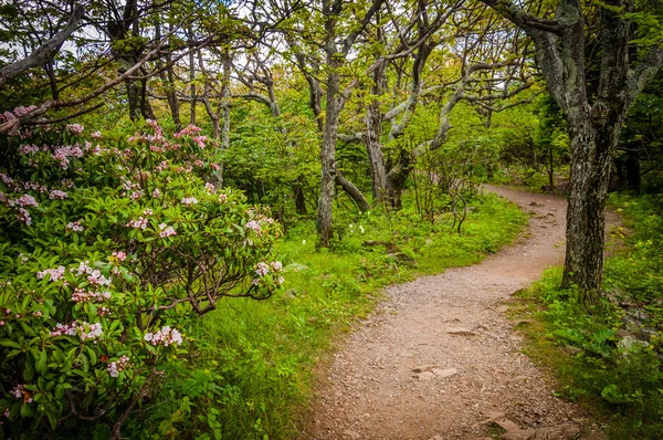 The trail to Stony Man Mountain, in Shenandoah National Park, Vi — Stock Photo, Image