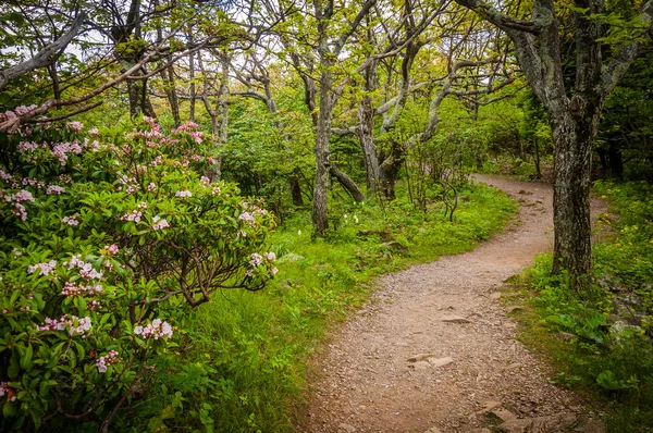 The trail to Stony Man Mountain, in Shenandoah National Park, Vi — Stock Photo, Image
