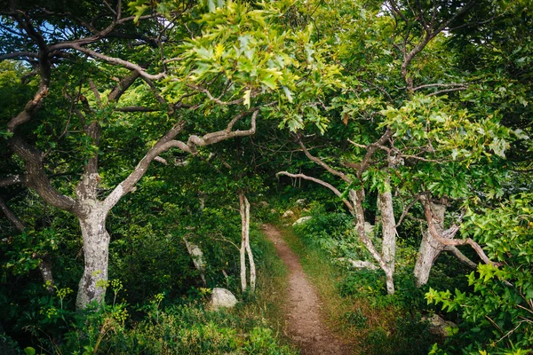 Trail in a forest in Shenandoah National Park, Virginia. — Stock Photo, Image