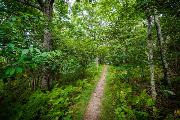 Trail through a forest, in Shenandoah National Park, Virginia. — Stock Photo, Image