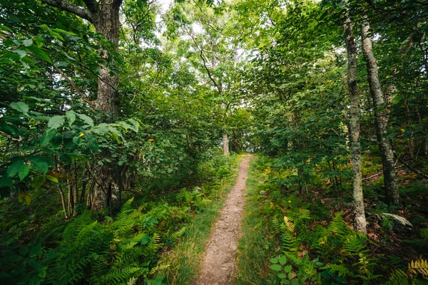 Trilha através de uma floresta, no Parque Nacional Shenandoah, Virgínia . — Fotografia de Stock