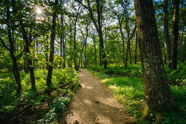 Trail through a forest, in Shenandoah National Park, Virginia. — Stock Photo, Image