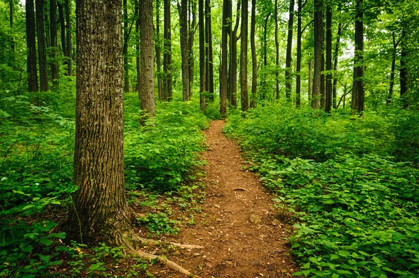 Trail through tall trees in a lush forest, Shenandoah National P — Stock Photo, Image