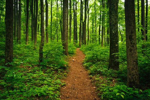 Trail through tall trees in a lush forest, Shenandoah National P — Stock Photo, Image