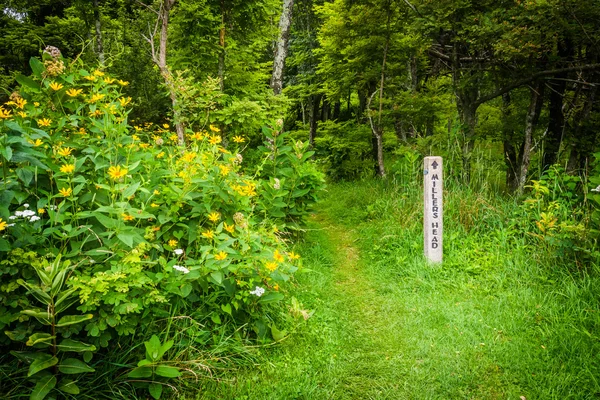 Trail to Millers Head, in Shenandoah National Park, Virginia. — Stock Photo, Image
