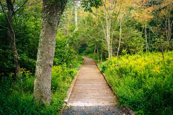 Tree and boardwalk path on the Limberlost Trail in Shenandoah Na — Stock Photo, Image