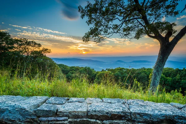 Baum und Sonnenuntergang über dem Shenandoah-Tal, von der Skyline aus gesehen — Stockfoto