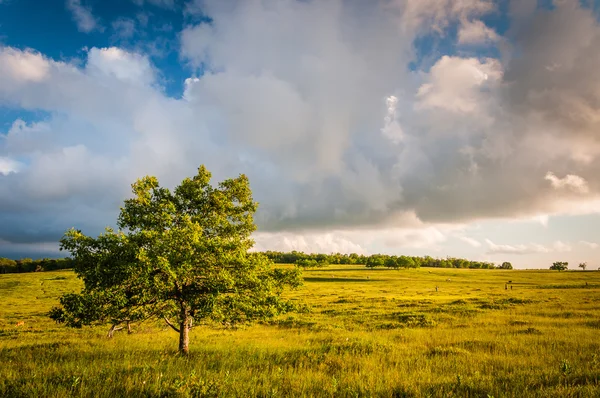 Albero a Big Meadows, nel Parco Nazionale di Shenandoah, Virginia . — Foto Stock