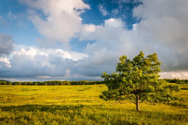 Árvore em Big Meadows, no Parque Nacional Shenandoah, Virgínia . — Fotografia de Stock