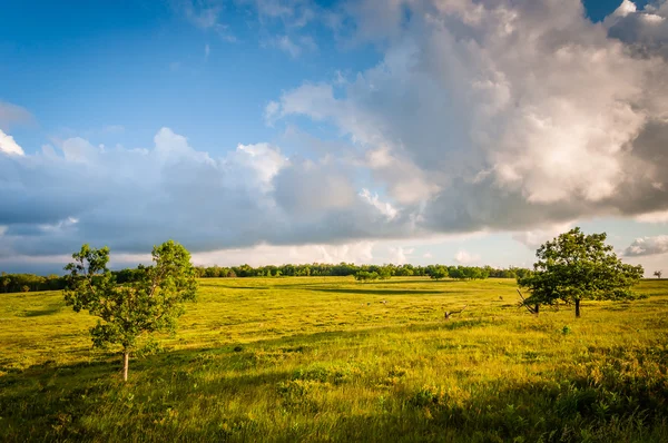 Tree in Big Meadows, in Shenandoah National Park, Virginia. — Stock Photo, Image