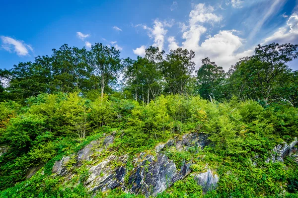 Trees and cliffs along Skyline Drive, in Shenandoah National Par — Stock Photo, Image