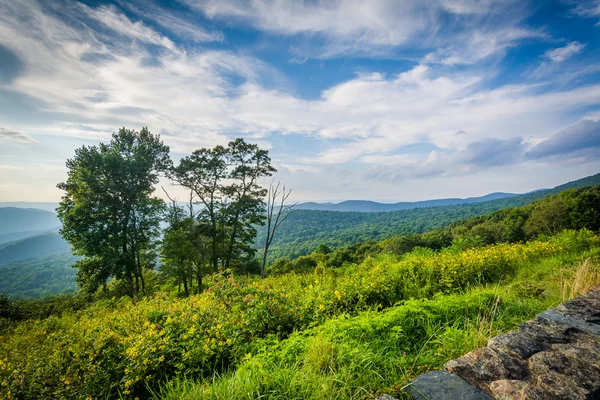 Drzewa i widok z Blue Ridge Mountains w Shenandoah Nationa — Zdjęcie stockowe