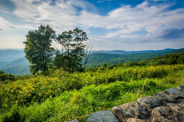 Bäume und Blick auf die blauen Kammberge in shenandoah nationa — Stockfoto