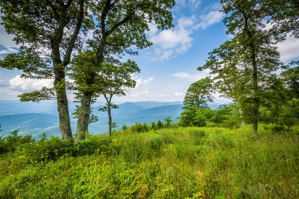 Träd på Jewell Hollow förbise, på Skyline Drive i Shenandoah — Stockfoto