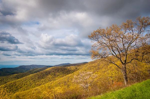 Vroege voorjaar weergave van de Blue Ridge Mountains in Shenandoah Nati — Stockfoto