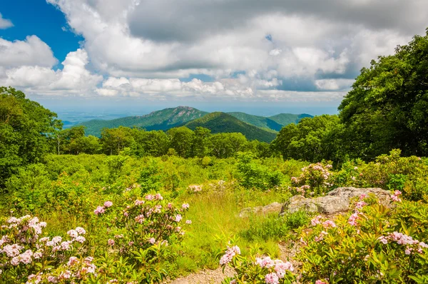 Mountain laurel and view of Old Rag, at Thoroughfare Overlook, o — Stock Photo, Image