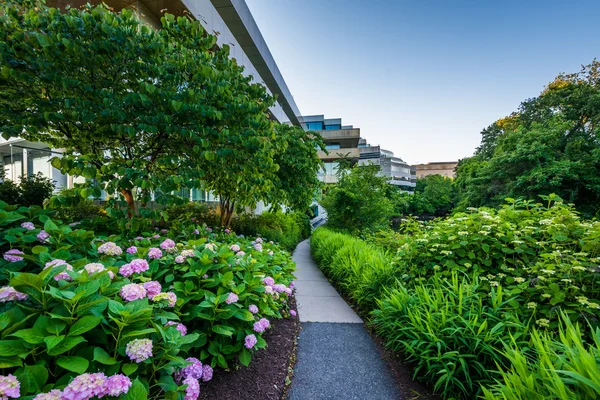 Сады и пешеходная дорожка возле посольства Швеции в Вашингтоне — стоковое фото