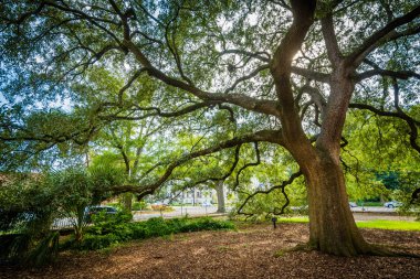 Columbia, Trinity piskoposluk katedral ağaca Güney