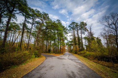 Yaban hayatı döngü Road'da Chincoteague Milli Yaban hayatı Sığınağı