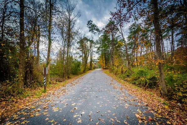 Road and autumn color at Chincoteague National Wildlife Refuge, — Stock Photo, Image