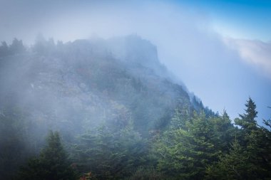 Çam ağaçları ve sis, büyükbaba Dağı, kayalık zirvesinde ne de